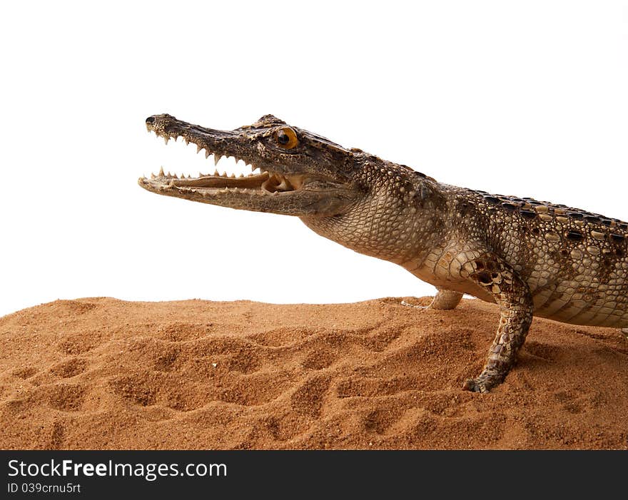 Crocodile on the Sand