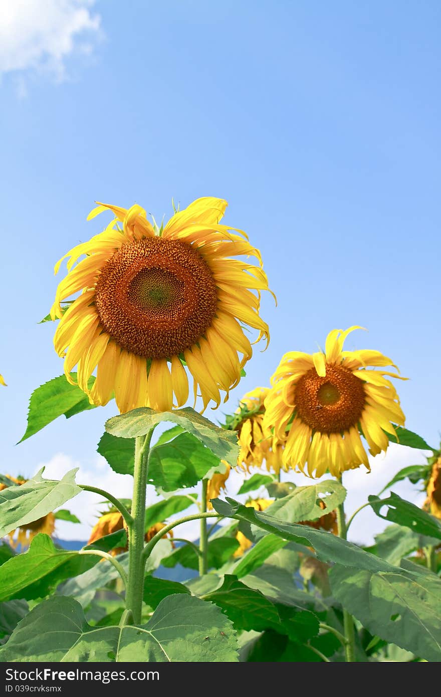 Beautiful sunflower with green leaves,clear nature