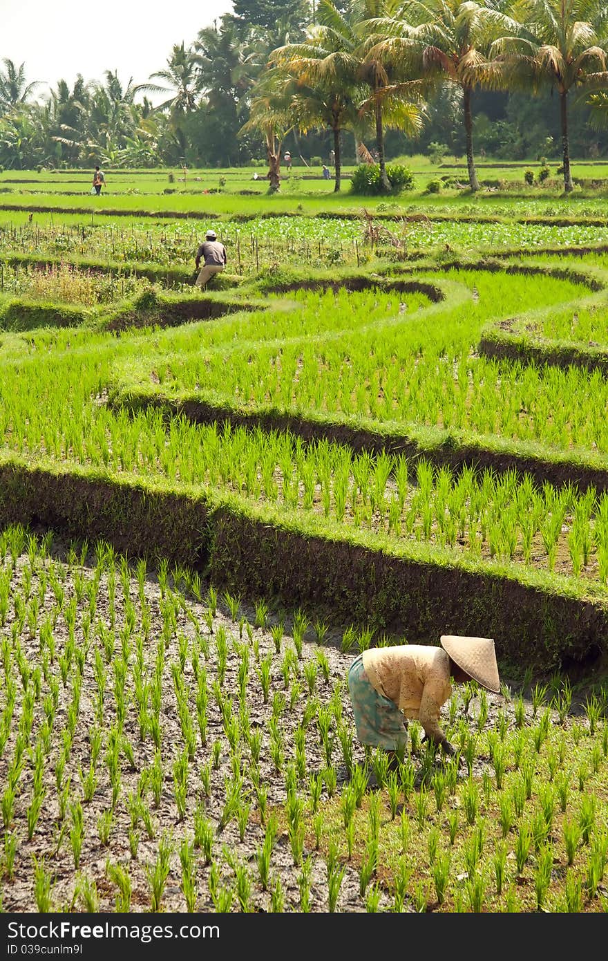 Image of the landscape with rice fields and forests. in shades of green