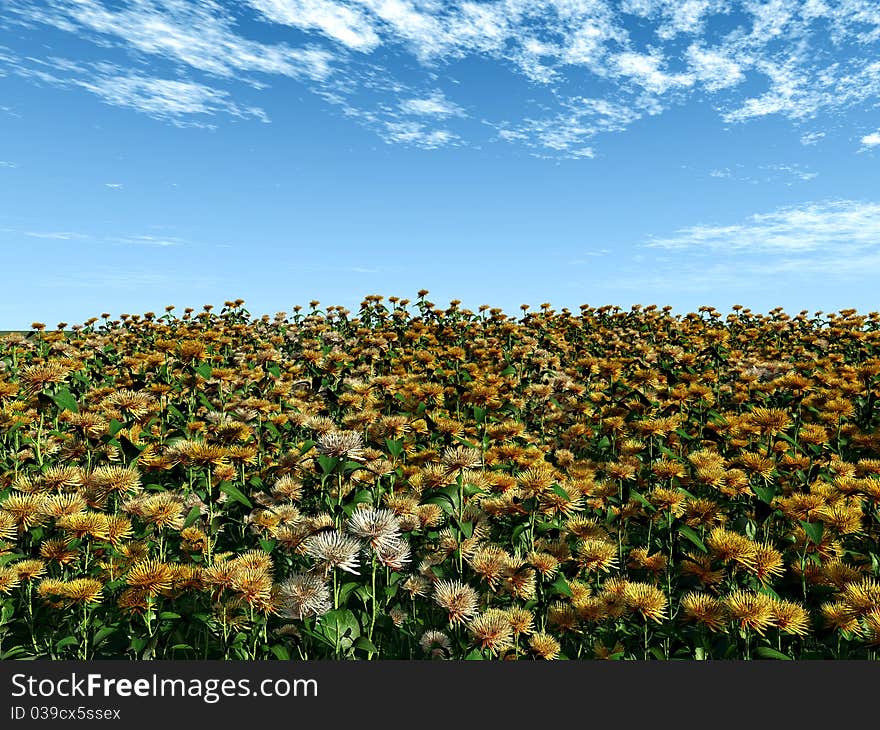 Yellow flower field