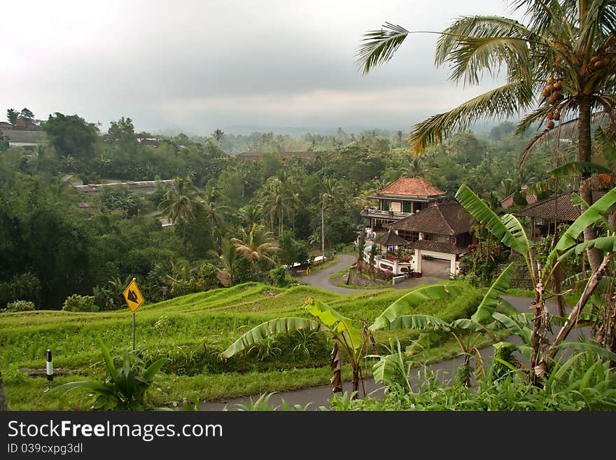 Image of the landscape with rice fields and forests. in shades of green