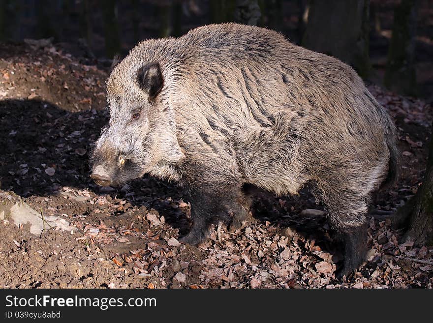 Wild Boar