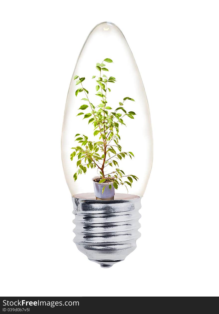 Small green tree in bulb on white