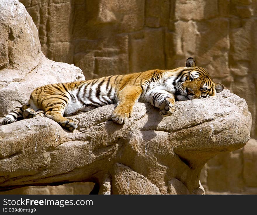 Tiger sleeping on the big stone. Tiger sleeping on the big stone