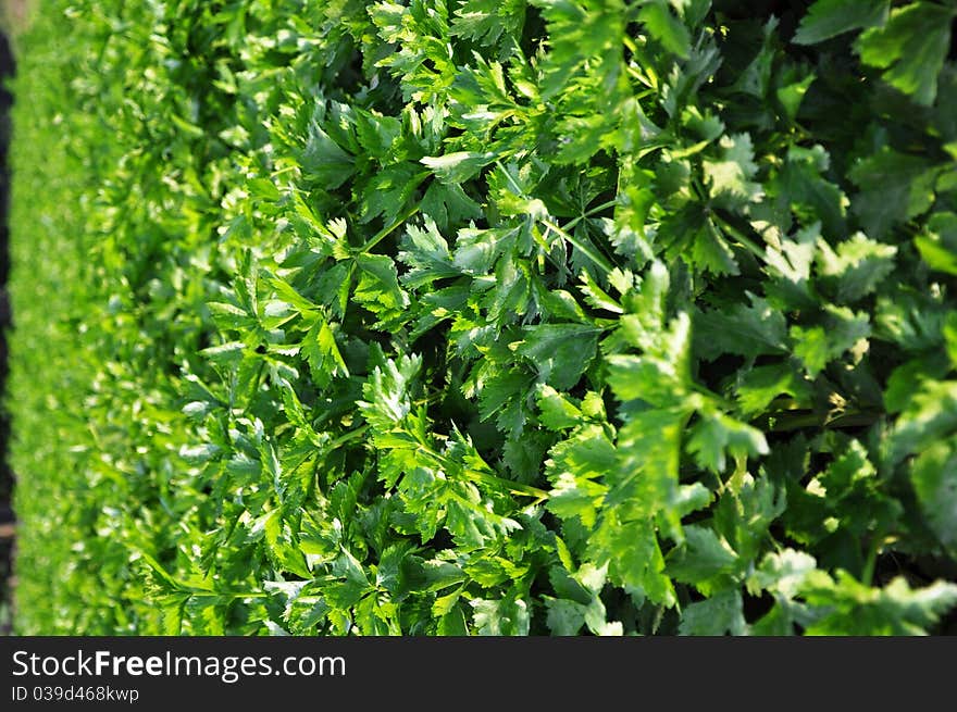 Vegetable plot,Green garden suburb