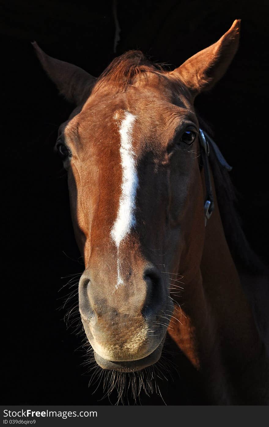 Head brown horse in the dark box.