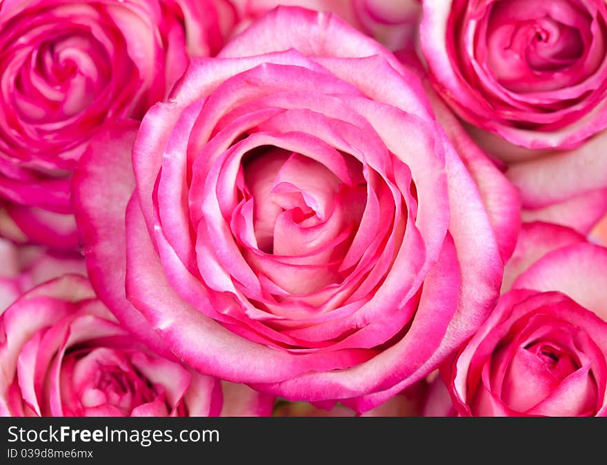 Beautiful pink roses background.Close-up image