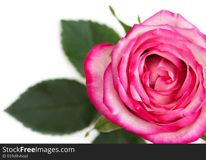 Beautiful Pink Rose on a white background