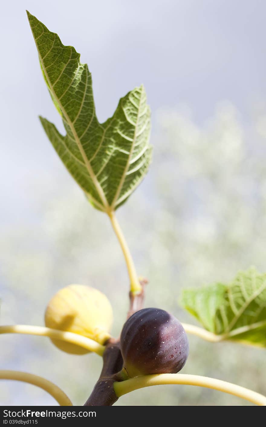 The Figs on the branch