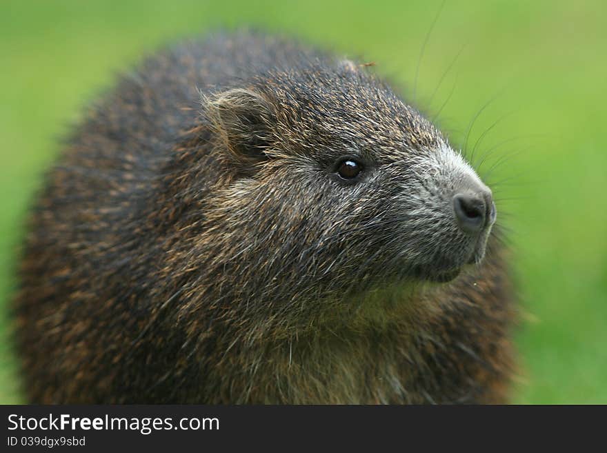 Also known as a water rat, ?ekomy?, koypu or Mus coypus, is a large rodent native to South America. Also known as a water rat, ?ekomy?, koypu or Mus coypus, is a large rodent native to South America