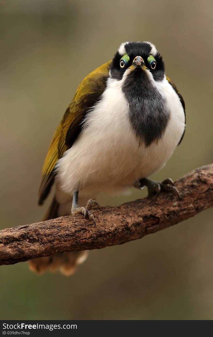 Colorful birds from the zoo, which occurs as an endemic species. Colorful birds from the zoo, which occurs as an endemic species.