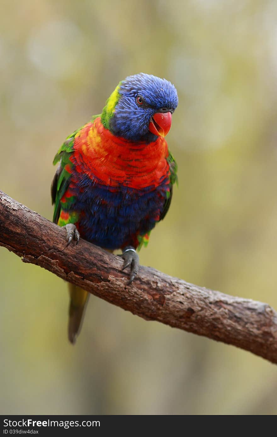 Lorikeet, Lori lives in pairs that sometimes clump together into flocks. In guarding their nesting territory and the food is extremely aggressive and can evict the birds away a larger size than he is (eg fl�t?�ka Australia). Lorikeet, Lori lives in pairs that sometimes clump together into flocks. In guarding their nesting territory and the food is extremely aggressive and can evict the birds away a larger size than he is (eg fl�t?�ka Australia).