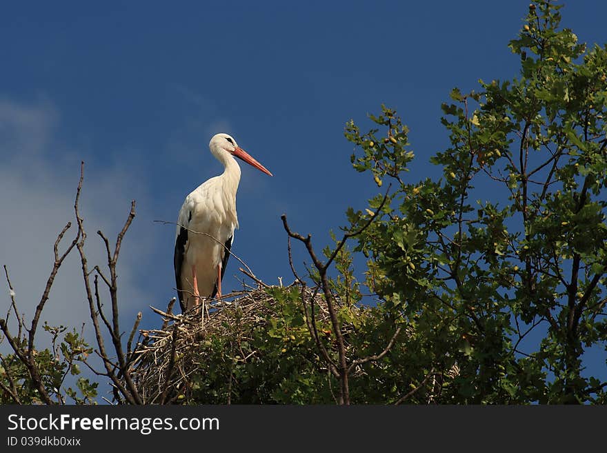 White Stork(Ciconia Ciconia)