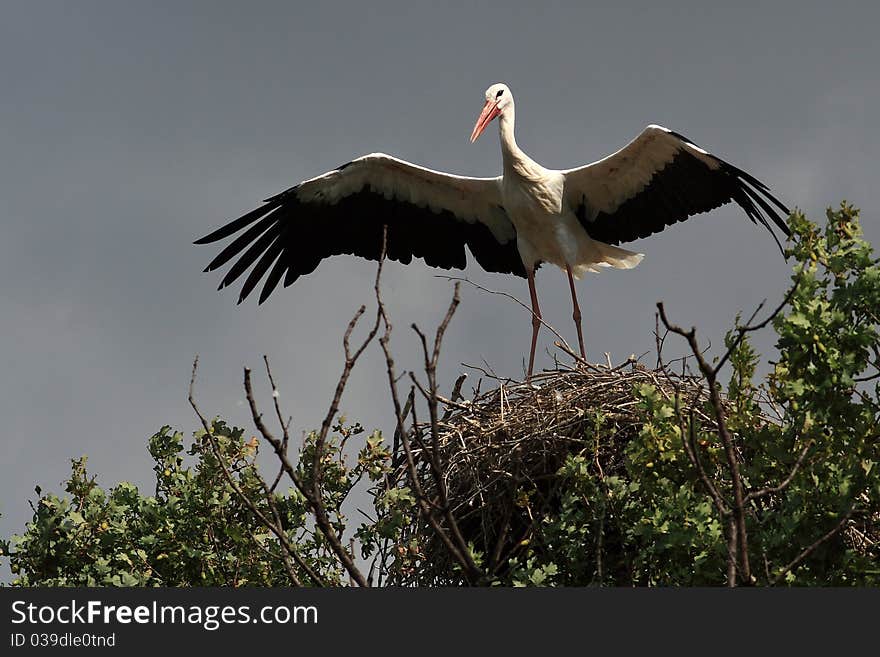 White Stork(Ciconia Ciconia)