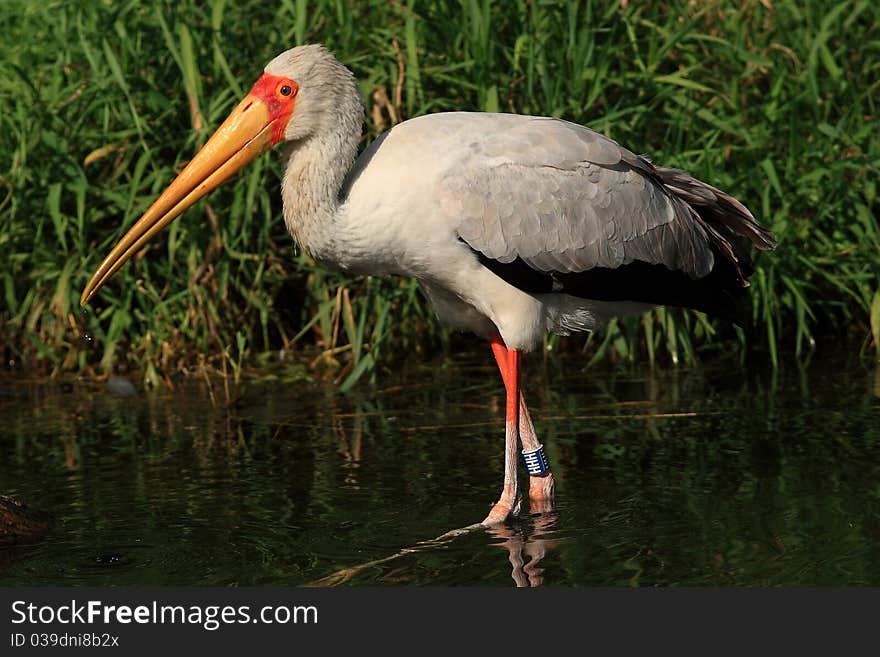 The male is larger than the females. Typical yellow beak and red eyes around the blaze. When hunting prey swirling cloudy water and mud down and catching the animals, the curved tip of the beak. Usually gather in small groups. The male is larger than the females. Typical yellow beak and red eyes around the blaze. When hunting prey swirling cloudy water and mud down and catching the animals, the curved tip of the beak. Usually gather in small groups.