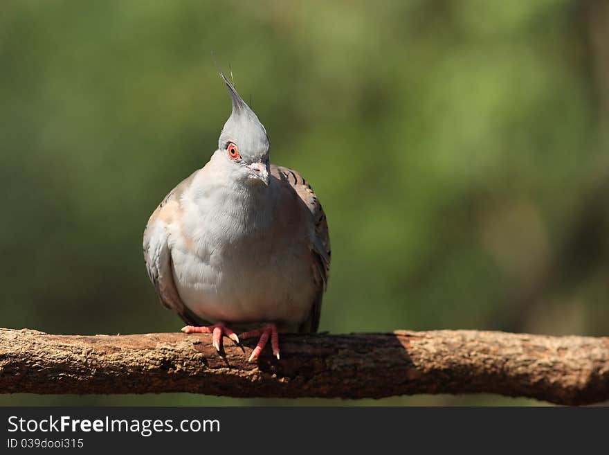 He lives almost across Australia. Most often found in open country, in deciduous and mixed forests and arid steppes. He lives almost across Australia. Most often found in open country, in deciduous and mixed forests and arid steppes.