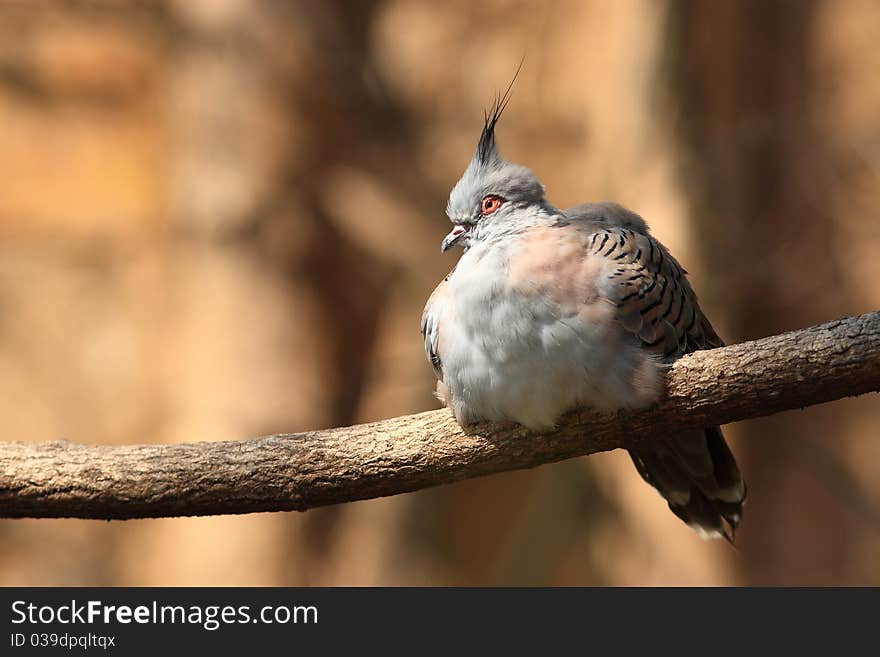 He lives almost across Australia. Most often found in open country, in deciduous and mixed forests and arid steppes. He lives almost across Australia. Most often found in open country, in deciduous and mixed forests and arid steppes.