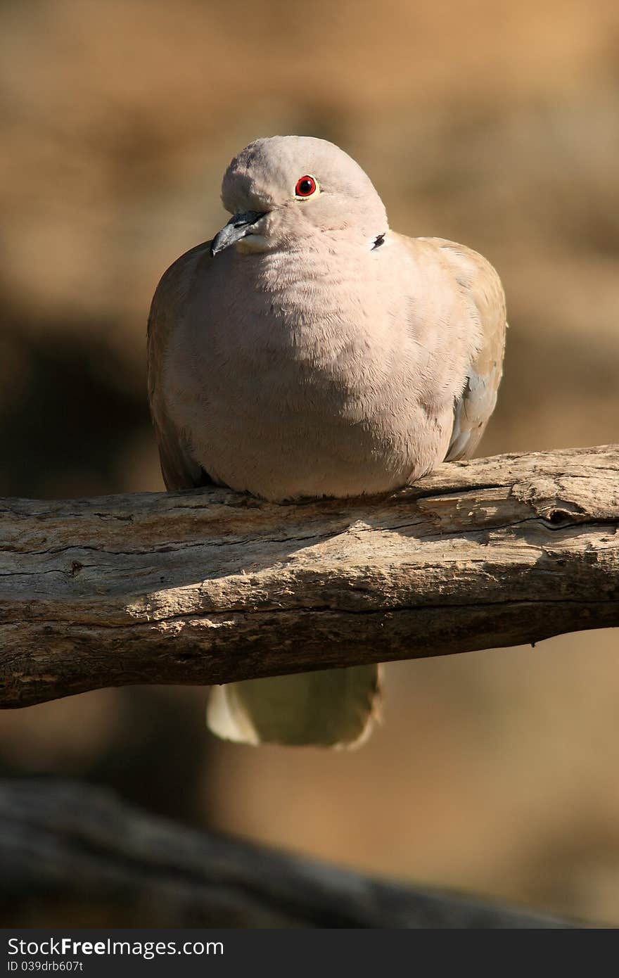 Stock dove (Columba oenas) is a wild pigeons. Since other species of pigeons vary burgundy stain on the side of his neck and only partial black bands.