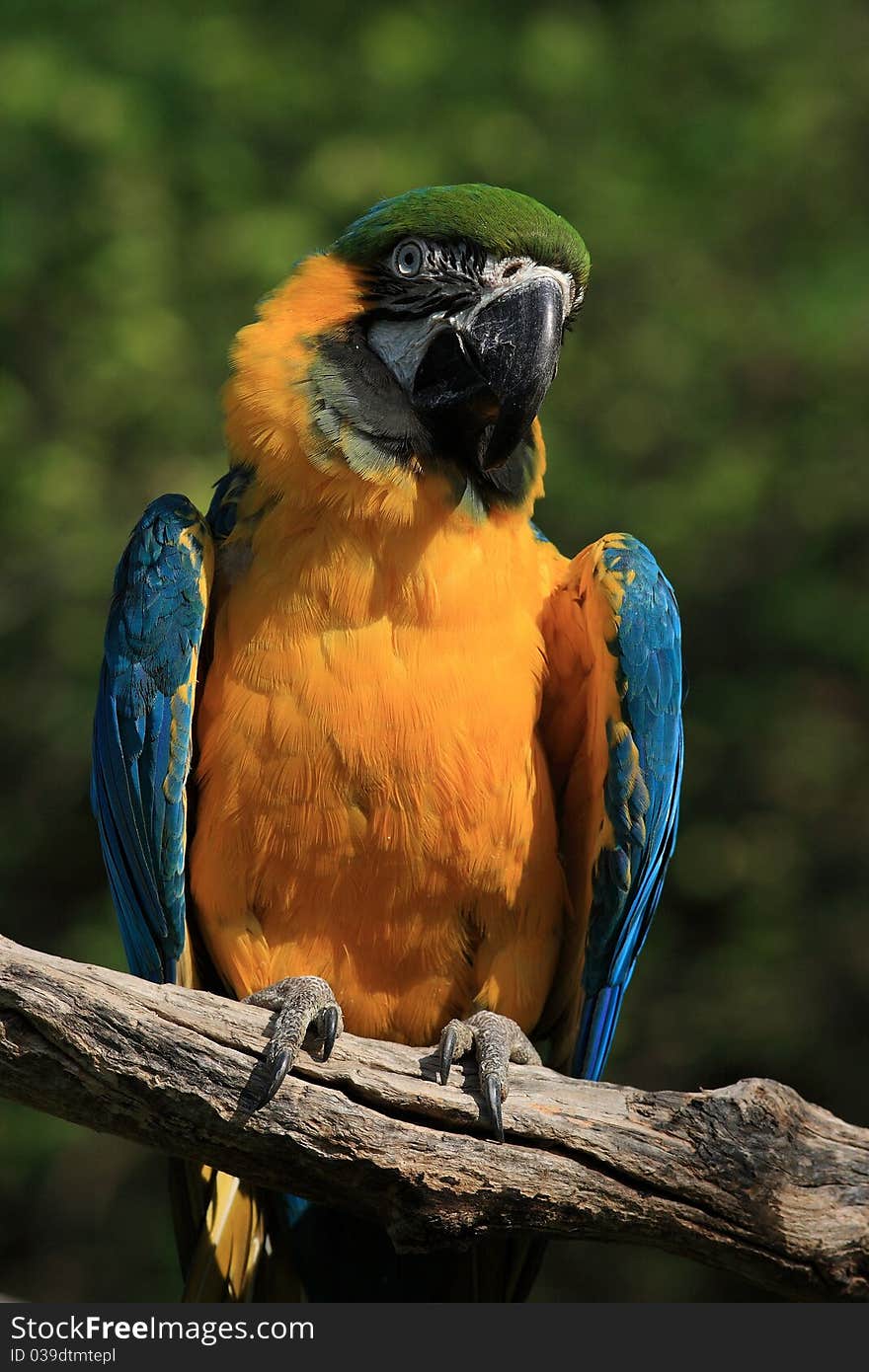 Is a large parrot of the genus Ara. It occurs in tropical forests over vast areas of South America between Trinidad and Venezuela south to Brazil, Bolivia, Colombia and Paraguay. Partially also extends to Central America, specifically in the Panama. Is a large parrot of the genus Ara. It occurs in tropical forests over vast areas of South America between Trinidad and Venezuela south to Brazil, Bolivia, Colombia and Paraguay. Partially also extends to Central America, specifically in the Panama.