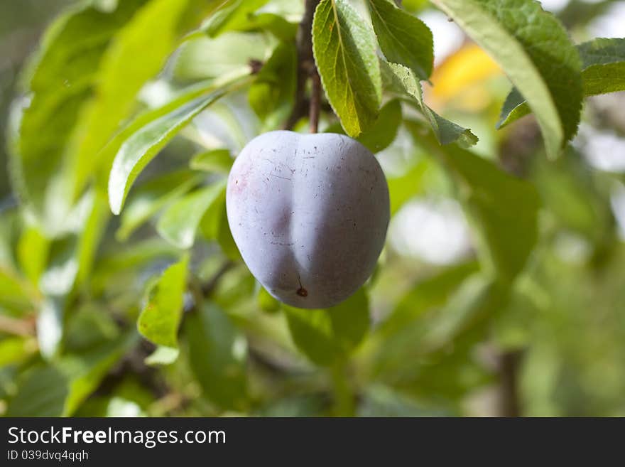 Purple Plum suspended on the tree