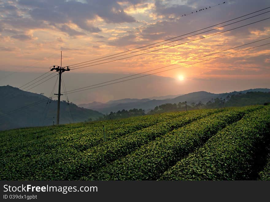 Tea plant field in twilight sky