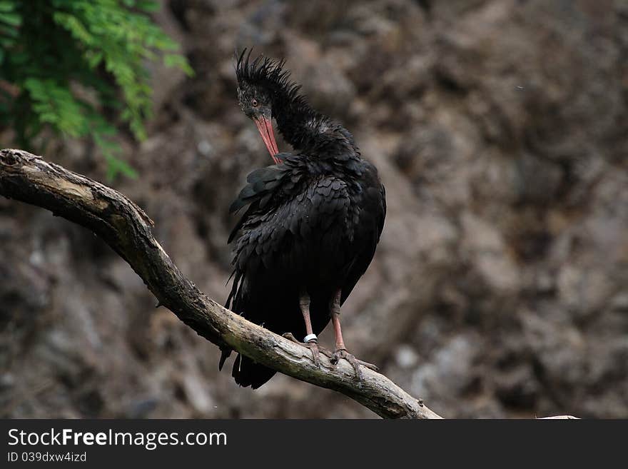 It lives in barren, dry, rocky landscape. It grows 70-80 cm and is all shiny black with cheeks and forehead and a long, pink at the end of the downward curved beak. They nest in colonies on rocky cliffs, where he builds a simple nest of branches, to which then puts 2-3 eggs. It feeds mainly reptiles, insects and other small animals. It lives in barren, dry, rocky landscape. It grows 70-80 cm and is all shiny black with cheeks and forehead and a long, pink at the end of the downward curved beak. They nest in colonies on rocky cliffs, where he builds a simple nest of branches, to which then puts 2-3 eggs. It feeds mainly reptiles, insects and other small animals.