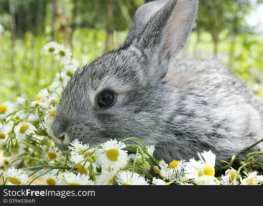 Little grey rabbit in a meadow full of flowers