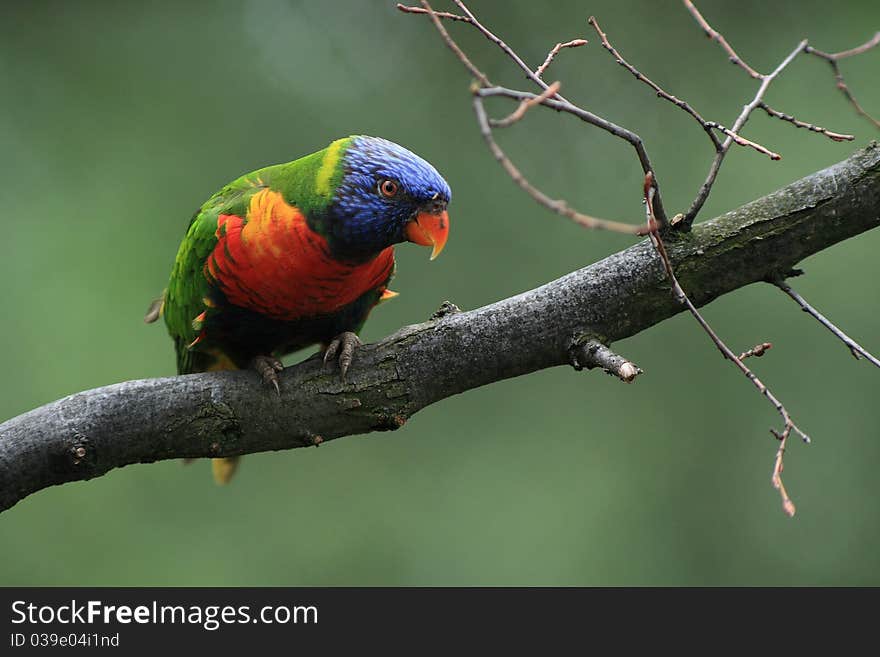 Lorikeet, Lori lives in pairs that sometimes clump together into flocks. In guarding their nesting territory and the food is extremely aggressive and can evict the birds away a larger size than he is (Australia). Lorikeet, Lori lives in pairs that sometimes clump together into flocks. In guarding their nesting territory and the food is extremely aggressive and can evict the birds away a larger size than he is (Australia).