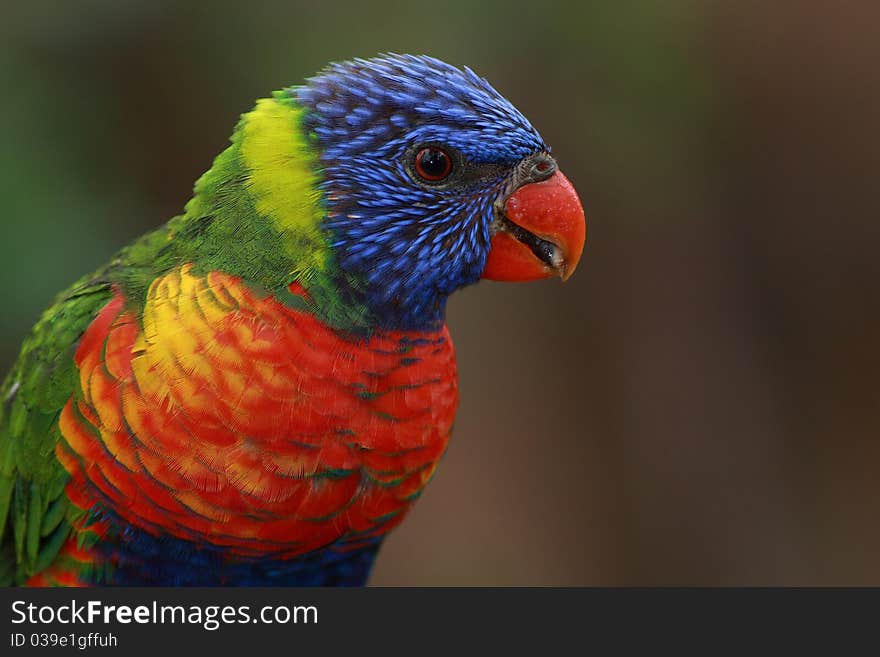 Lorikeet, Lori lives in pairs that sometimes clump together into flocks. In guarding their nesting territory and the food is extremely aggressive and can evict the birds away a larger size than he is (Australia). Lorikeet, Lori lives in pairs that sometimes clump together into flocks. In guarding their nesting territory and the food is extremely aggressive and can evict the birds away a larger size than he is (Australia).