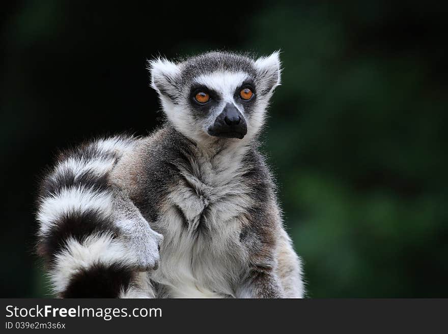 Like other lemurs, is endemic tailed lemur island of Madagascar. The most common species on the island. Tailed lemur is one of the most popular and most captive lemurs in captivity.