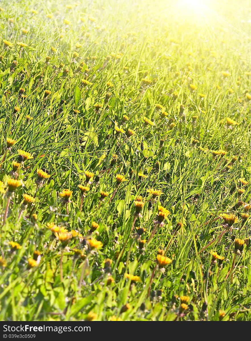 Dandelion field at sunny day. Dandelion field at sunny day