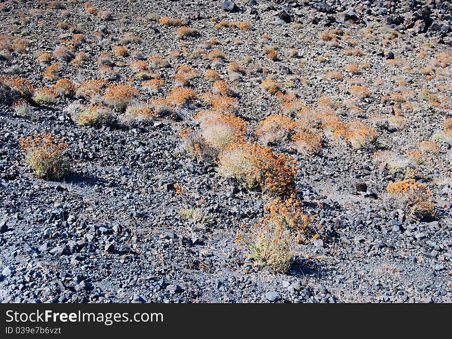 Volcan plant on santorini island