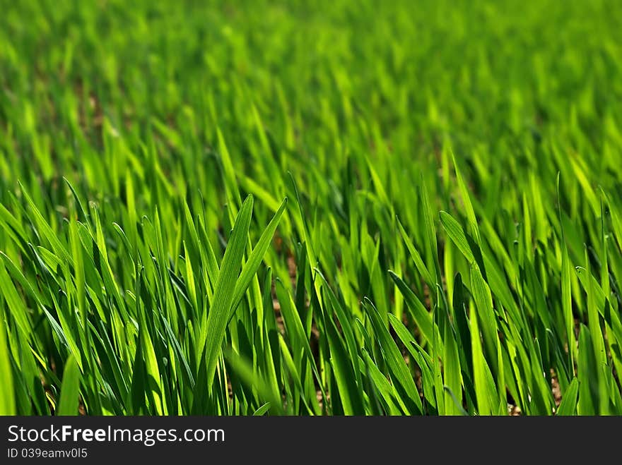 Green grass. Summer meadow background