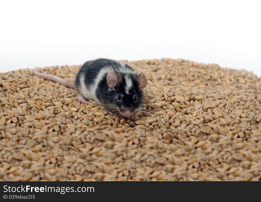 Eating on wheat's background grain mouse. Eating on wheat's background grain mouse