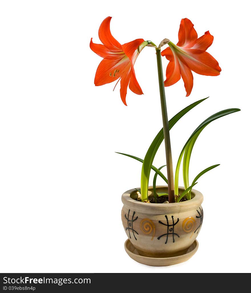 hippeastrum