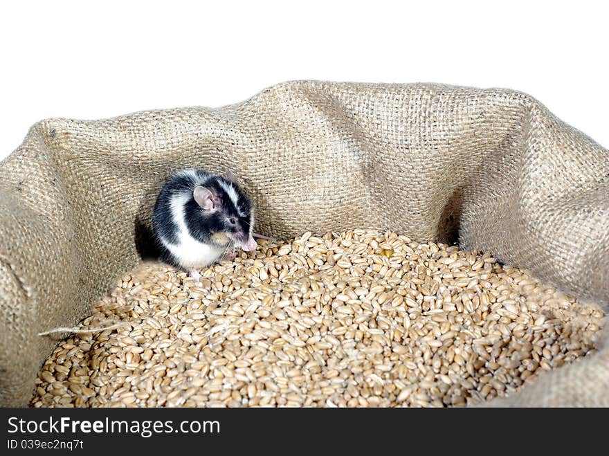 Eating in bag wheat with grain mouse. Eating in bag wheat with grain mouse