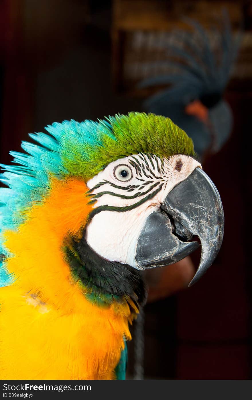 The colorful head of a macaw with palm cockatoo at the background. The colorful head of a macaw with palm cockatoo at the background