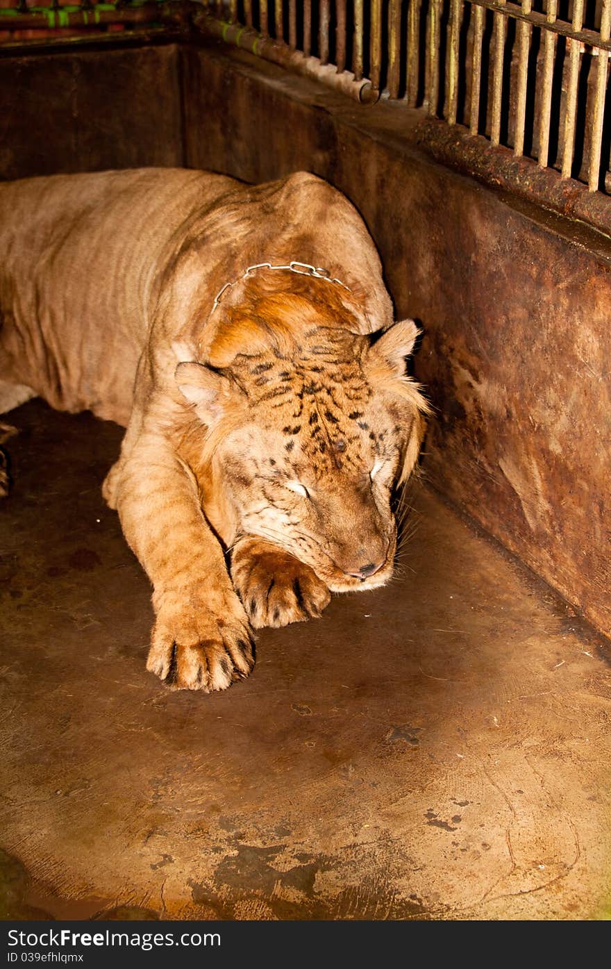 Captive Liger