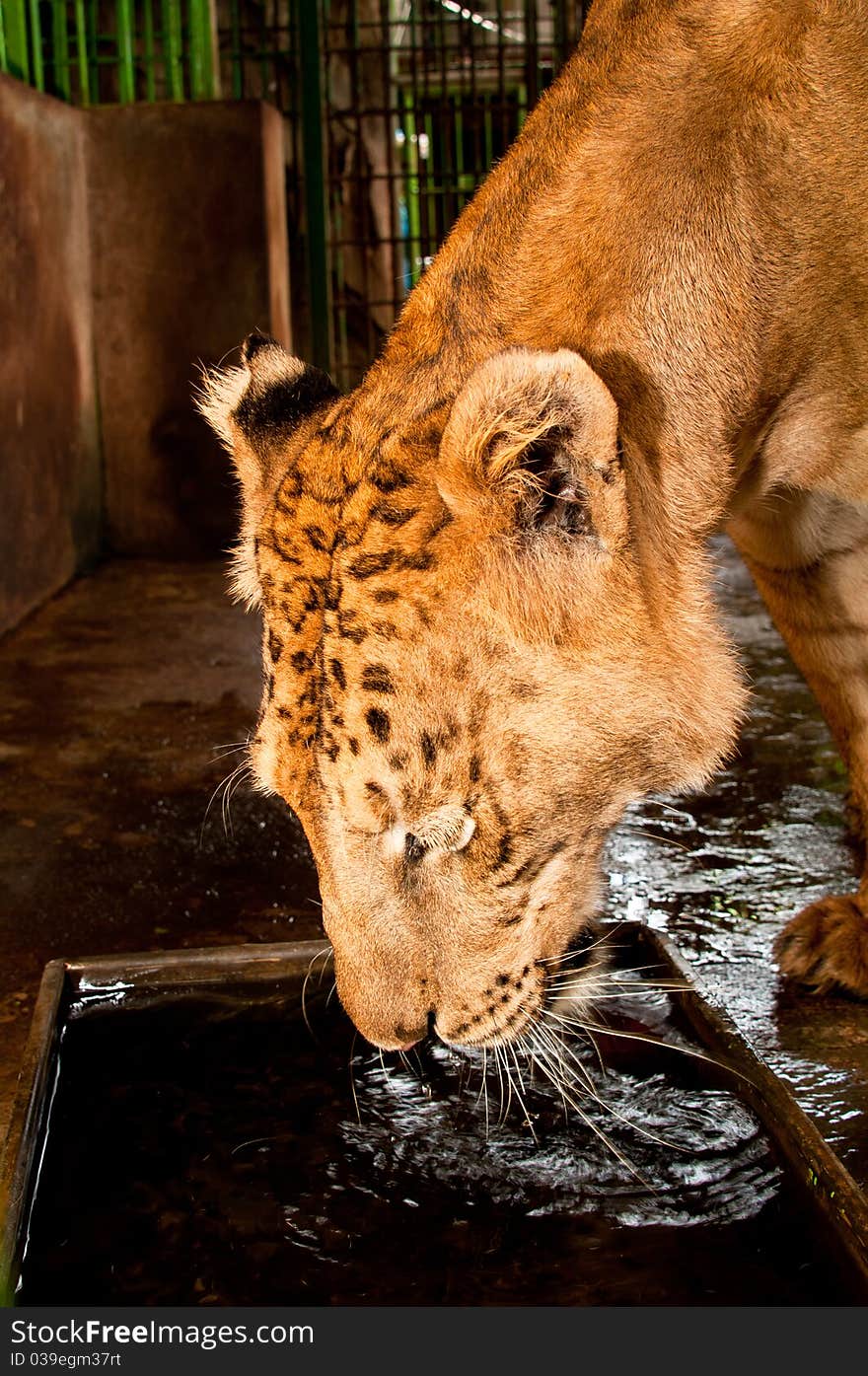 Captive Liger