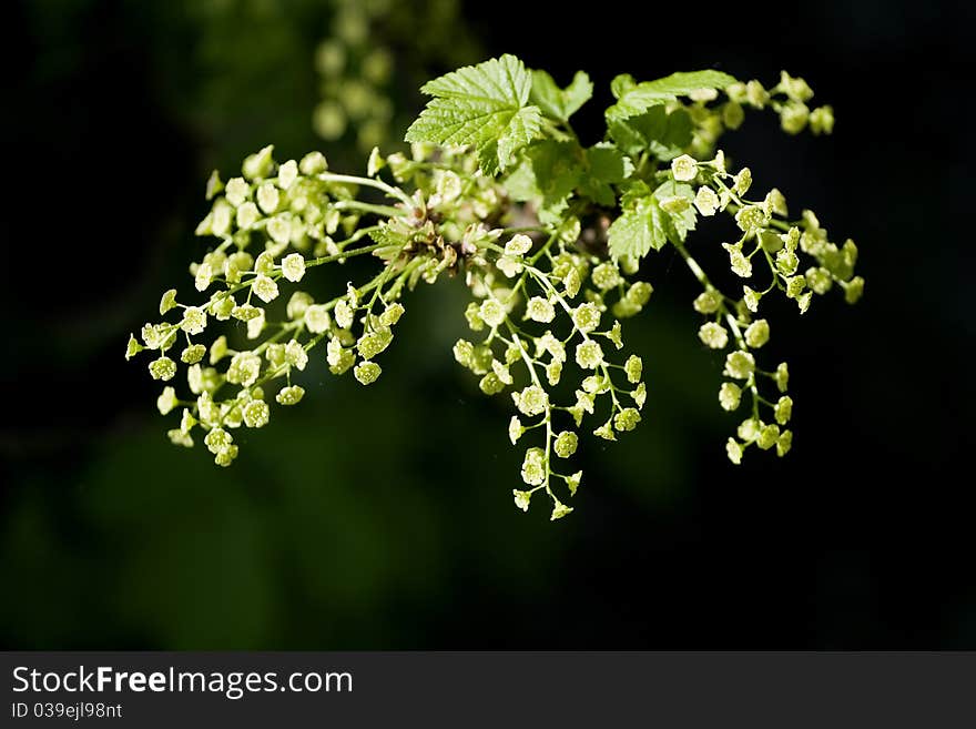 Flowering currant in the spring over black background. Flowering currant in the spring over black background