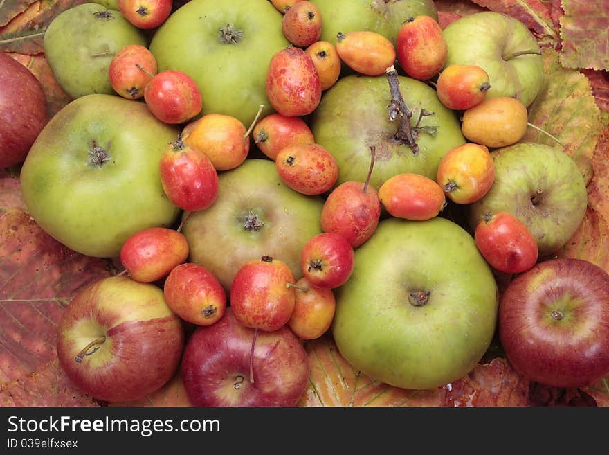 Freshly picked ripe crab fruit