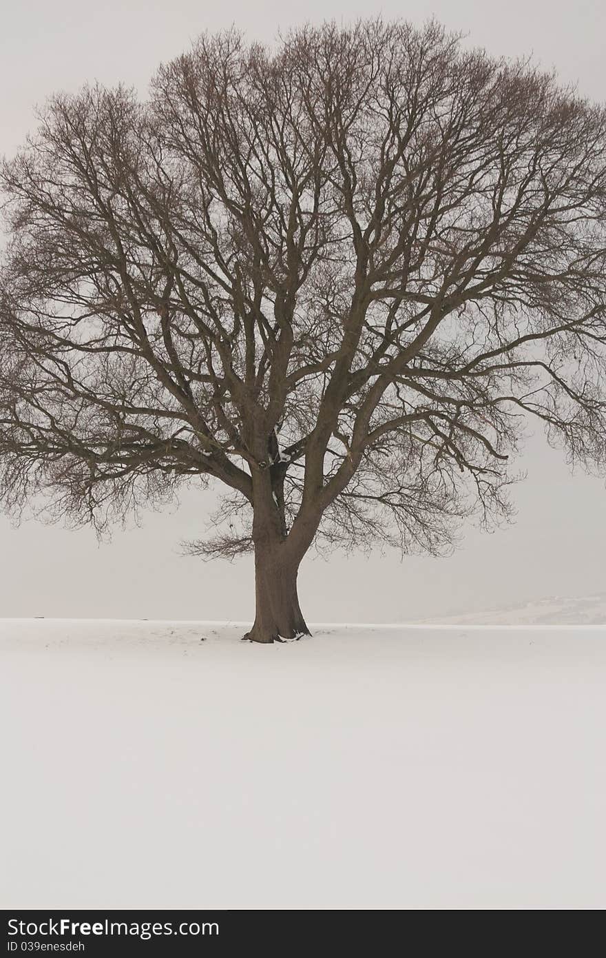 Winter landscape covered in snow