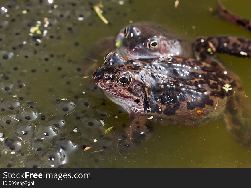 Common frog and spawn closeup in pond. Common frog and spawn closeup in pond