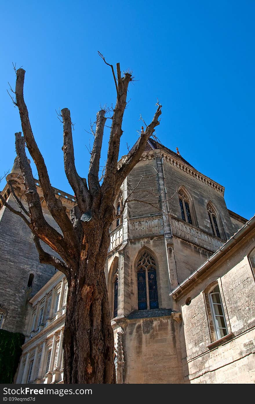 In the courtyard of an ancient palace,a pruned tree wait for the springtime. In the courtyard of an ancient palace,a pruned tree wait for the springtime