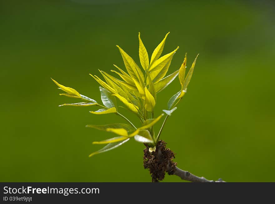 Slim twig on green background