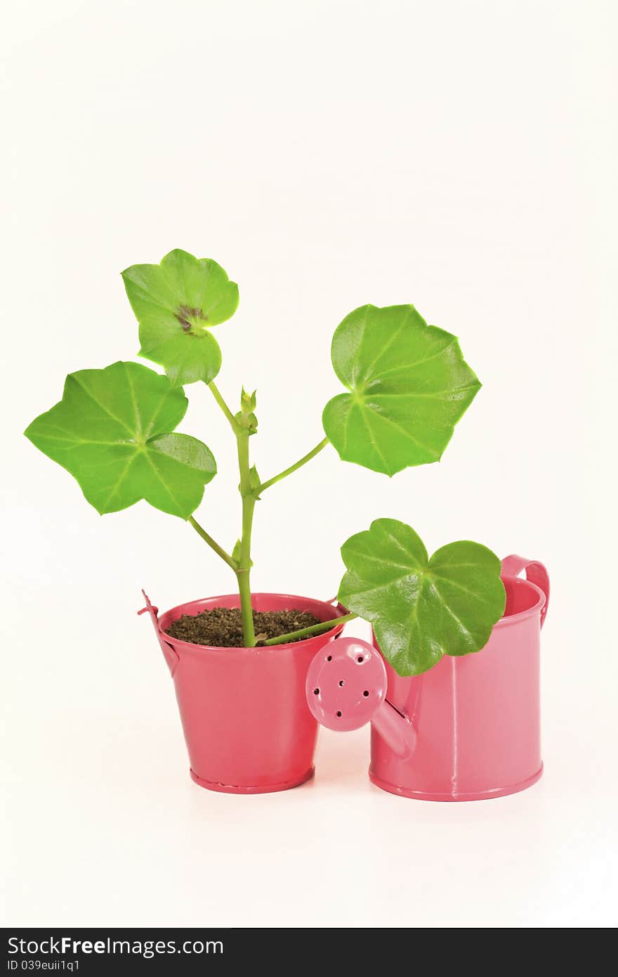 Young flower plant in small pink pot  isolated on white background