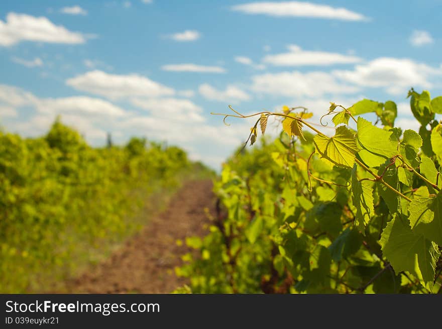 Young grapevine leaves in early summer