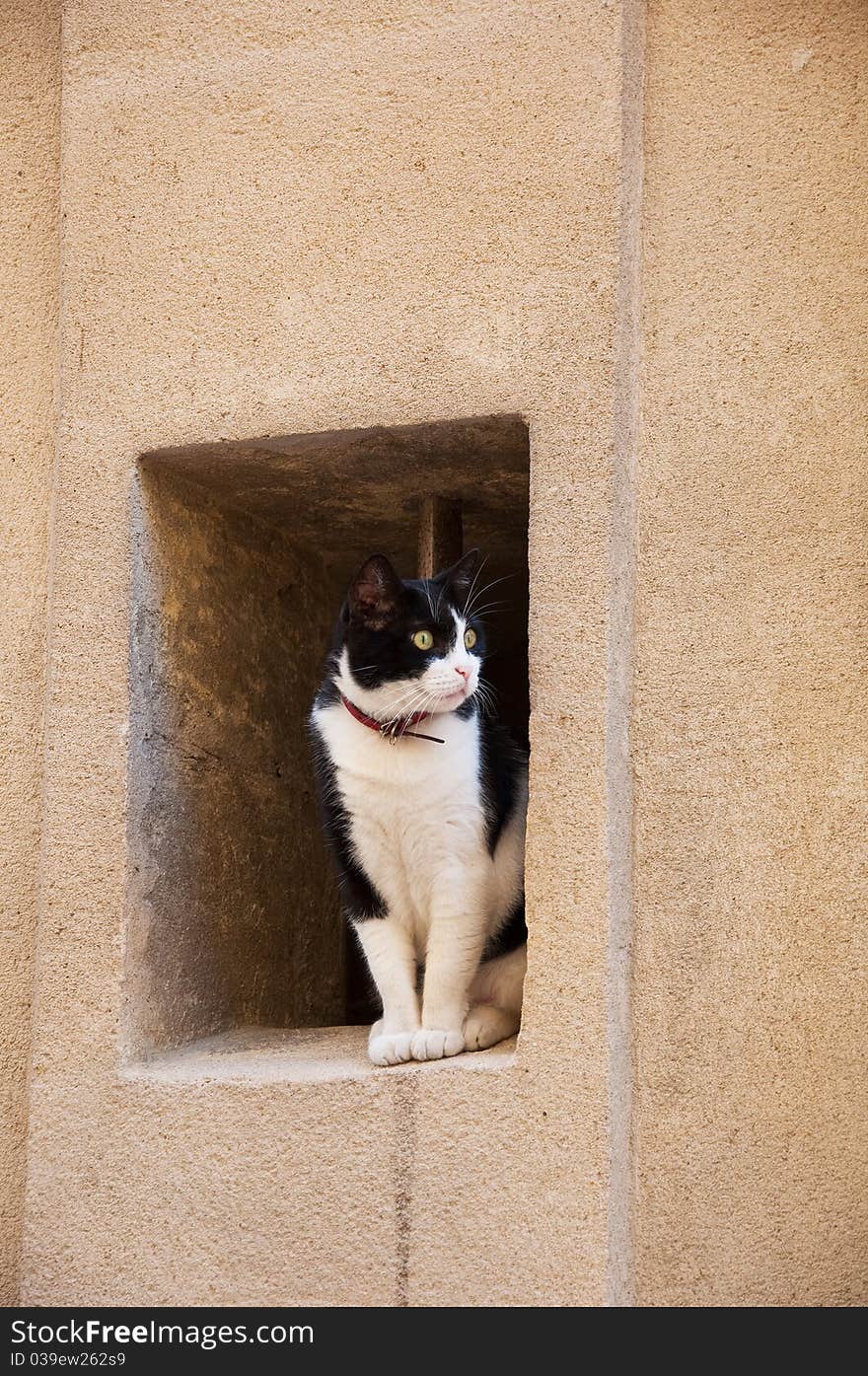 Cat on the window