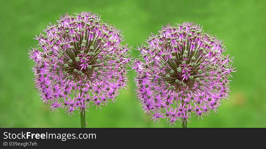 Two Purple blooming onions on a blur green background. Two Purple blooming onions on a blur green background