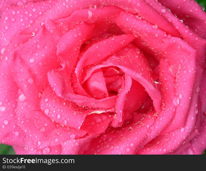 Full frame pink rose coated with dew drops. Full frame pink rose coated with dew drops